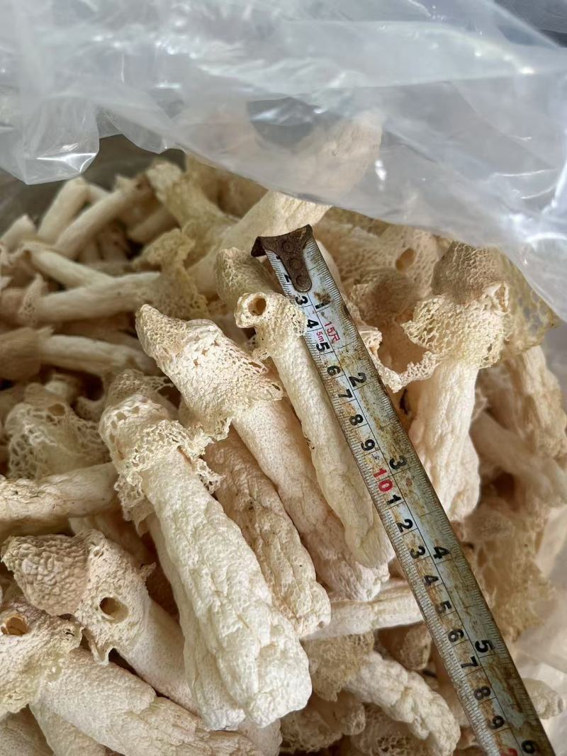 贵州红托竹荪自己种植有二十多亩产地直发
