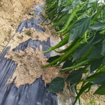 湖南湘西精品线椒大量上市全国发货欢迎咨询
