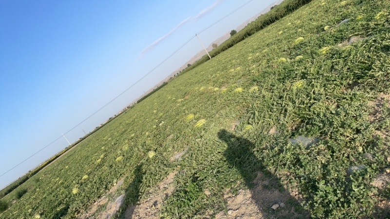 宁夏硒砂瓜、石头瓜、产地直销、货源充足、品质保证