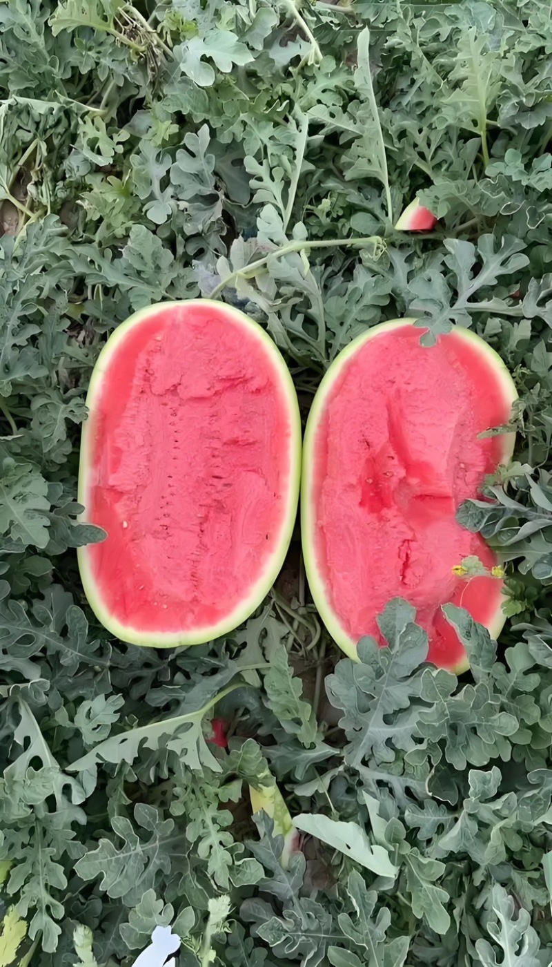 宁夏硒砂瓜、石头瓜、产地直销、货源充足、品质保证