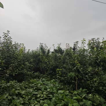 秋子梨
