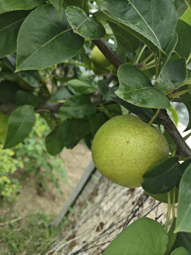 秋子梨