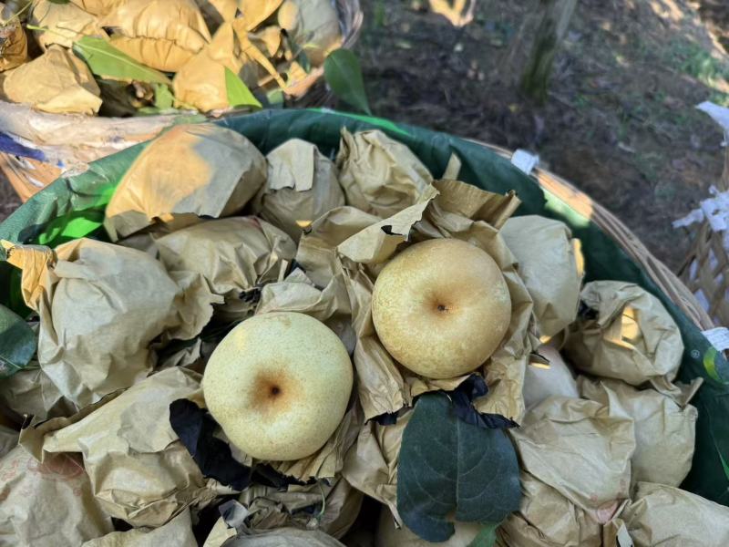 脆冠梨大量上市，口感细嫩化渣，糖分充足，个头大