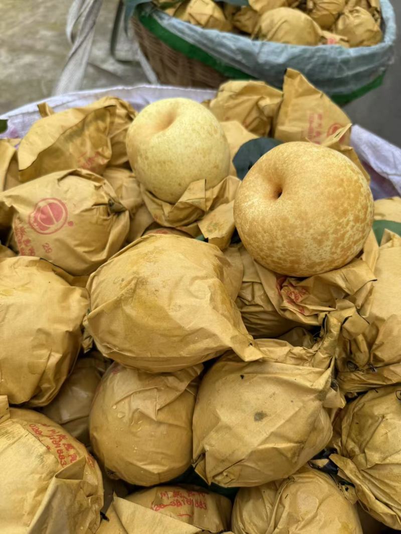 脆冠梨大量上市，口感细嫩化渣，糖分充足，个头大