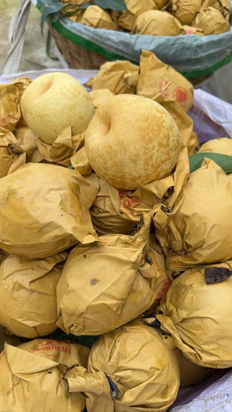 脆冠梨大量上市，口感细嫩化渣，糖分充足，个头大