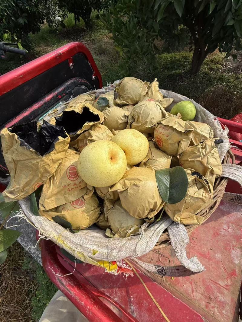 脆冠梨大量上市，口感细嫩化渣，糖分充足，个头大