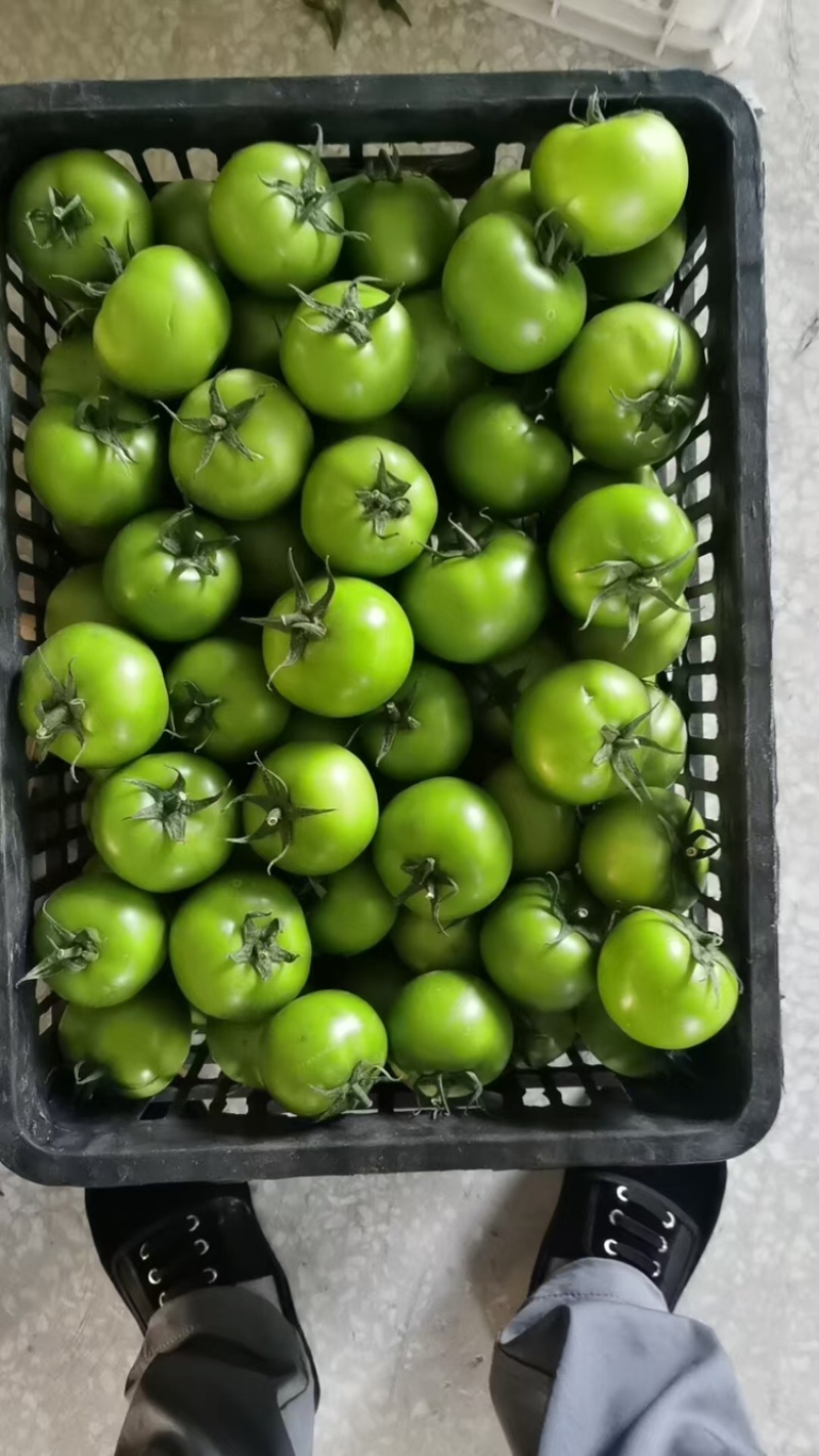 热卖西红柿青番茄基地直销量大质优价格优惠一手货源