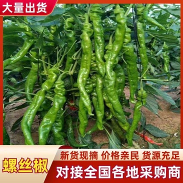 螺丝椒大量上市，产地一手货源，量大优惠，可视频看货