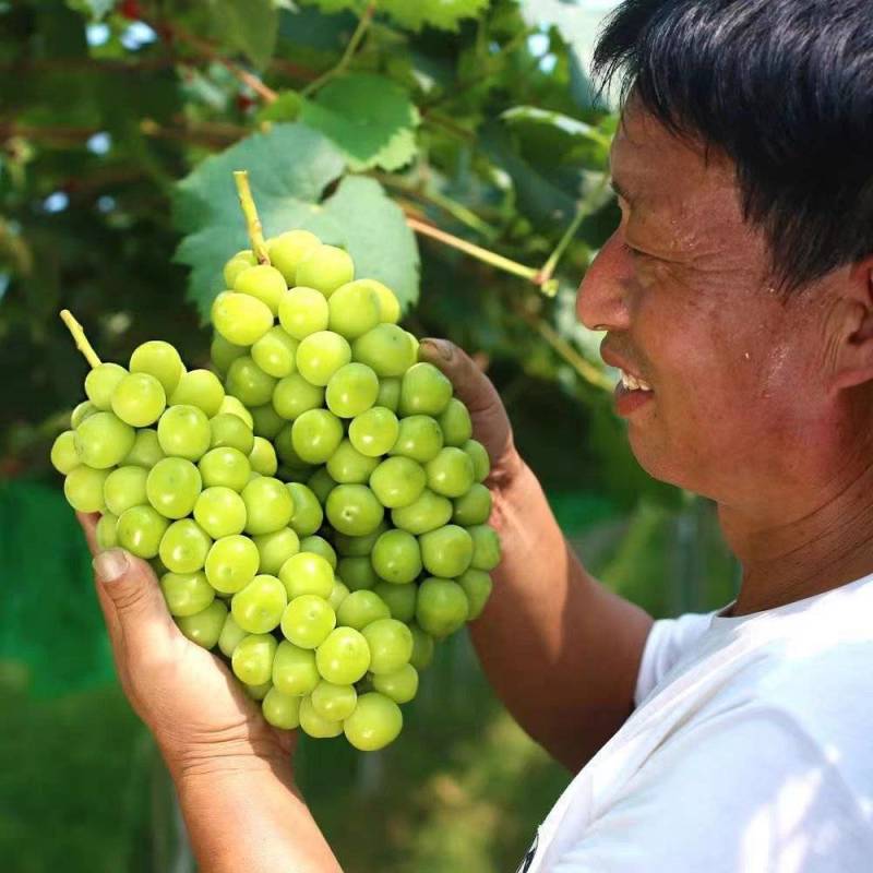 《阳光玫瑰》陕西葡萄/陕西阳光玫瑰/产地货源/保质保量