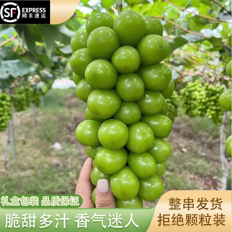 《阳光玫瑰》陕西葡萄/陕西阳光玫瑰/产地货源/保质保量