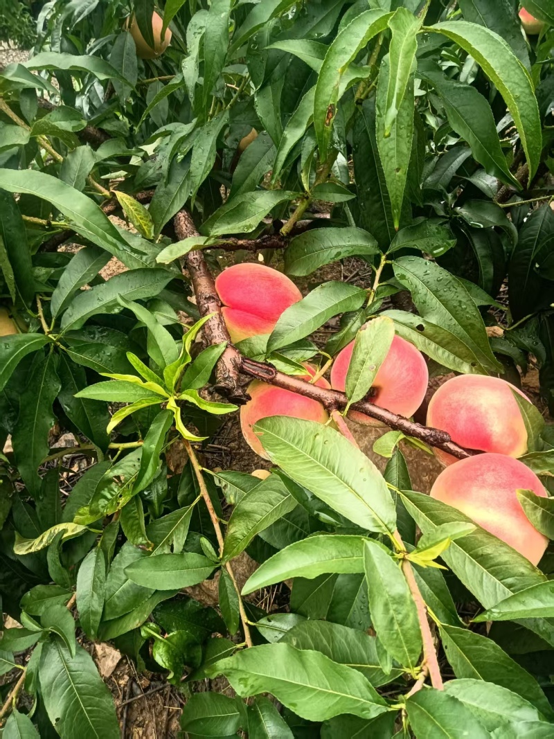 皮球桃