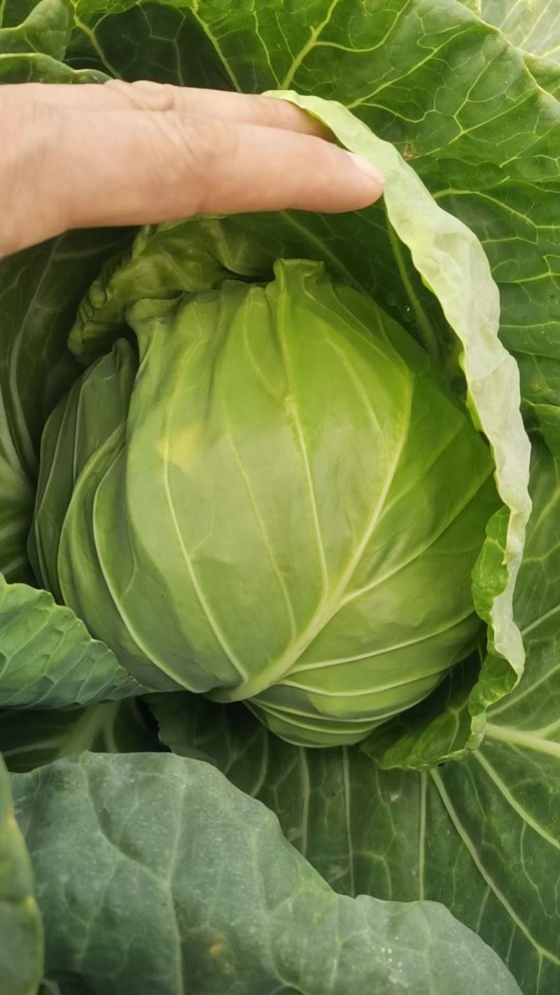 泽鸿暄菜一号甘蓝种子松软黄心甜脆圆球耐裂春秋水果甘蓝蔬菜