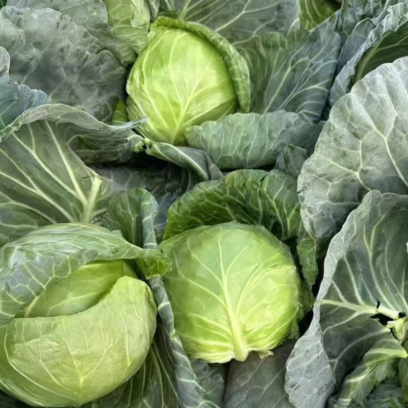 泽鸿暄菜一号甘蓝种子松软黄心甜脆圆球耐裂春秋水果甘蓝蔬菜