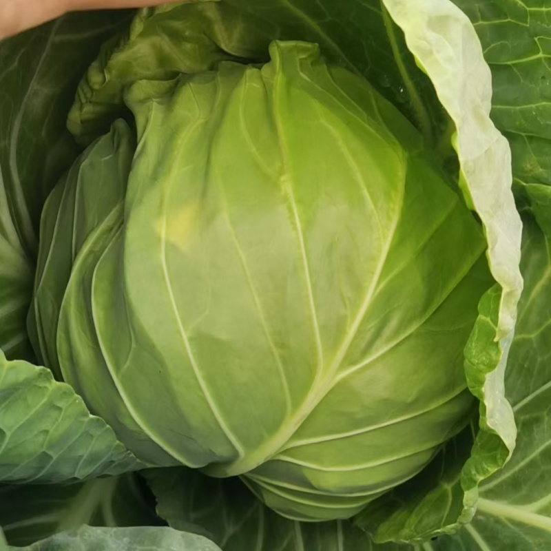 泽鸿暄菜一号甘蓝种子松软黄心甜脆圆球耐裂春秋水果甘蓝蔬菜