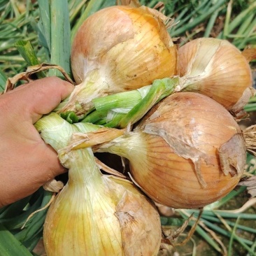 甘肃黄葱