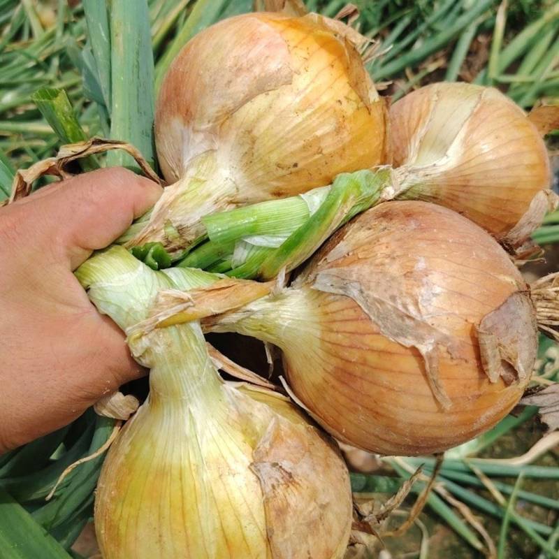 甘肃黄葱