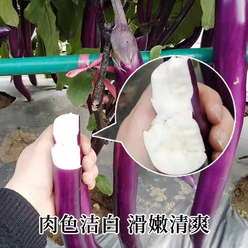 紫红线茄