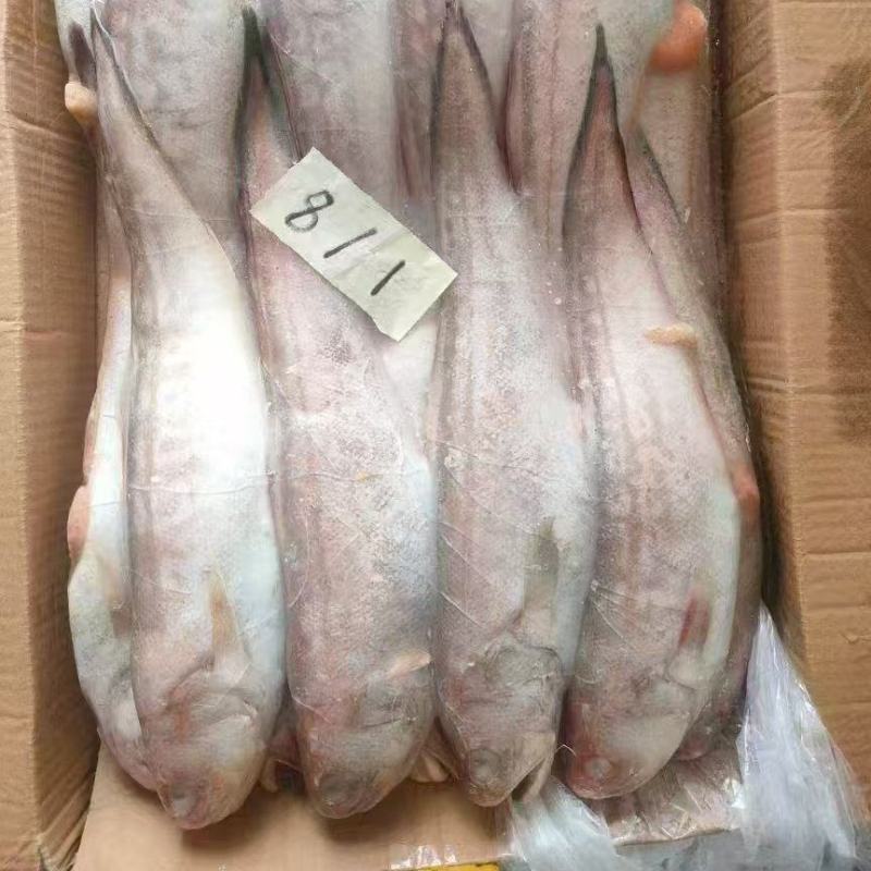 凤尾鱼
