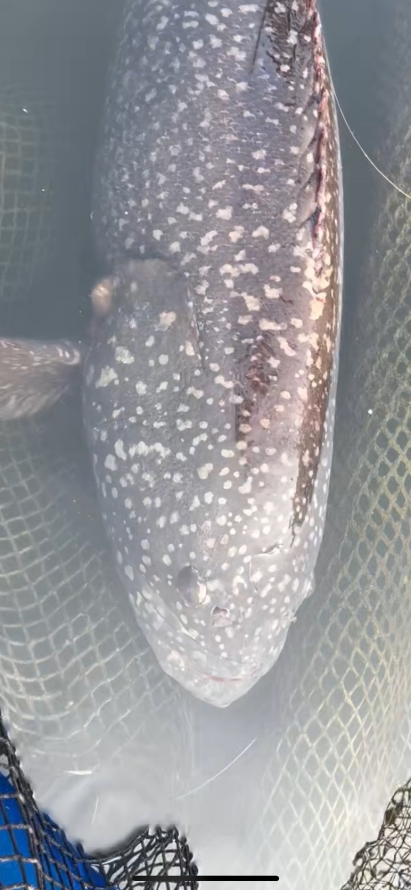 石斑鱼龙趸，珍珠龙趸石斑鱼，珍珠龙趸石斑鱼，珍珠龙趸石斑