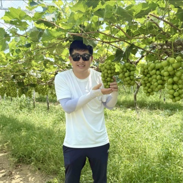 万亩阳光玫瑰大量上市