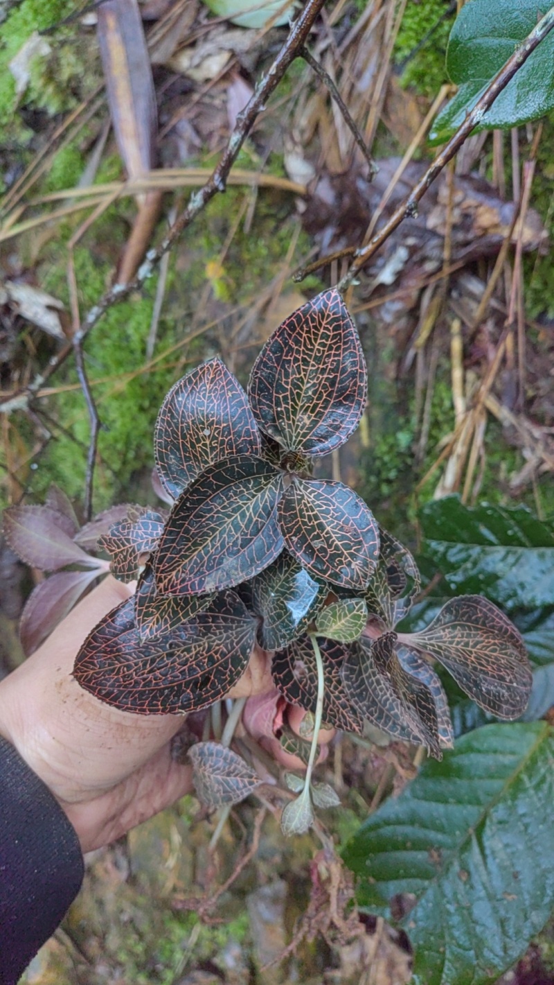 野生金线莲