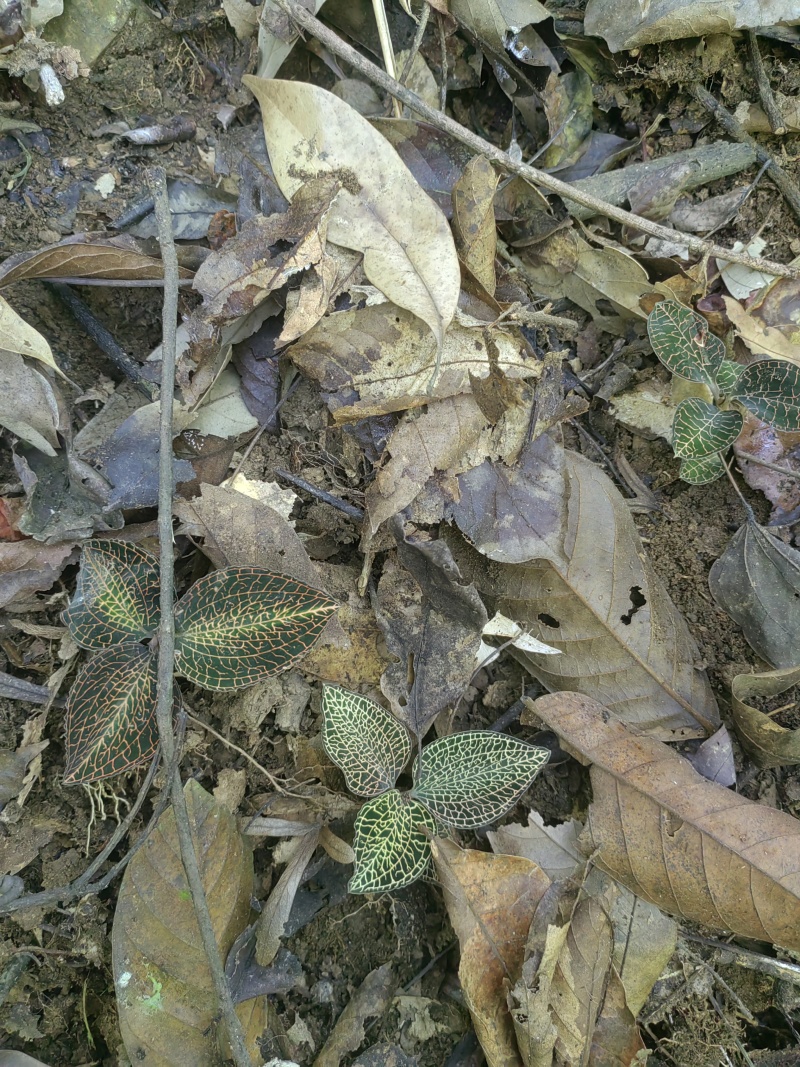 野生金线莲