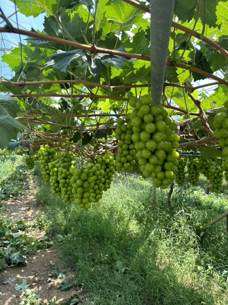万亩阳光玫瑰大量上市