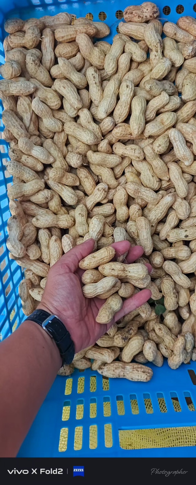花生新鲜湿花生，产地河南开封祥符区大量供应中