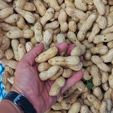 花生新鲜湿花生，产地河南开封祥符区大量供应中