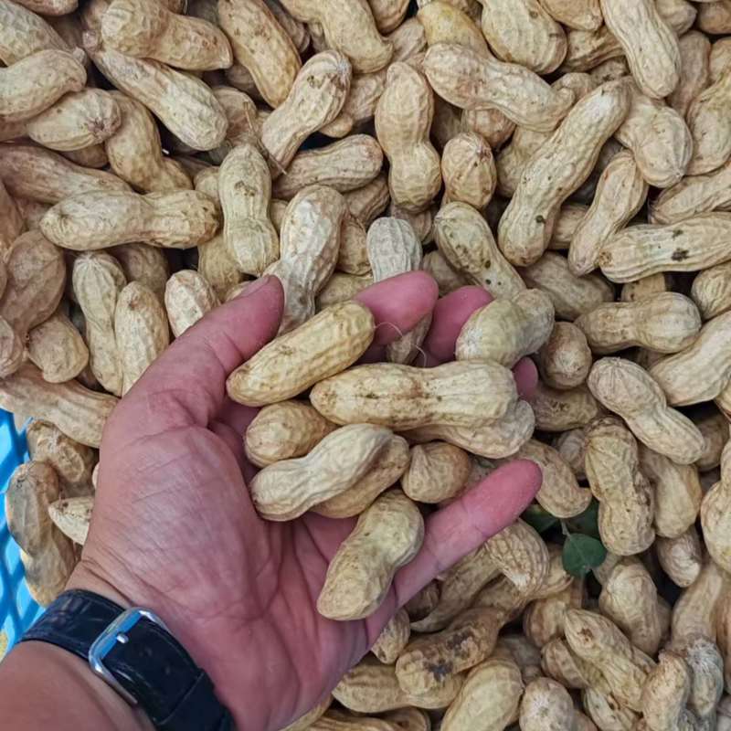 花生新鲜湿花生，产地河南开封祥符区大量供应中