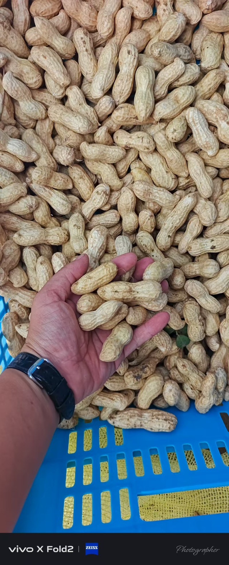 花生新鲜湿花生，产地河南开封祥符区大量供应中