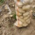 【热卖推荐】沃土5号土豆基地直销量大质优支持视频看货