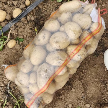【热卖推荐】沃土5号土豆基地直销量大质优支持视频看货
