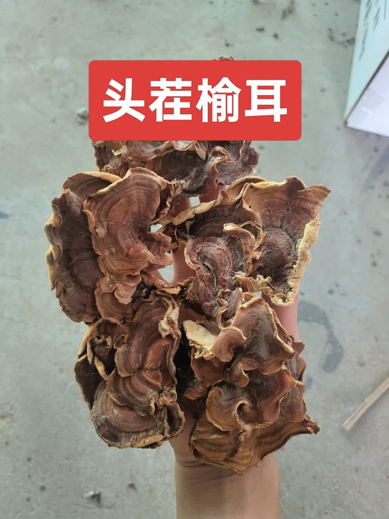 榆耳2025新货头茬榆耳