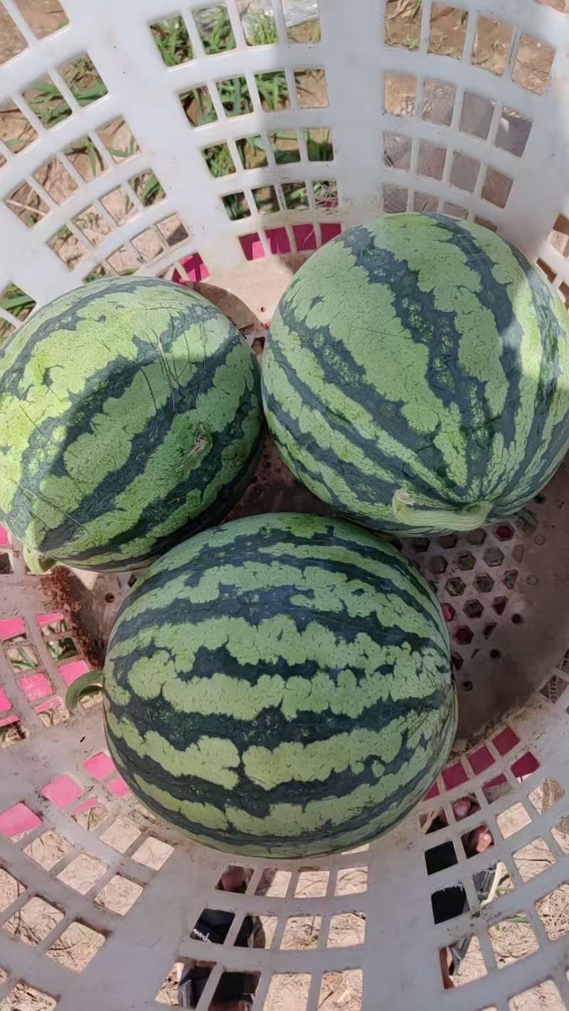 山西忻州精品麒麟无籽大量上市万亩基地一手货源欢迎老板来电