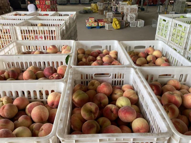 山西精品水蜜桃产地货源全国代发质优价廉欢迎来电