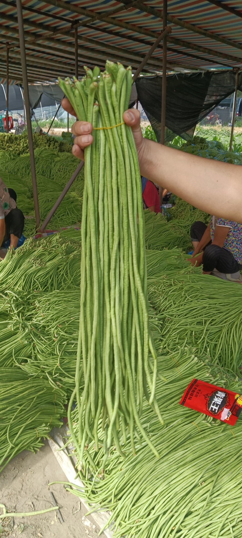 精品长豆角大量上市