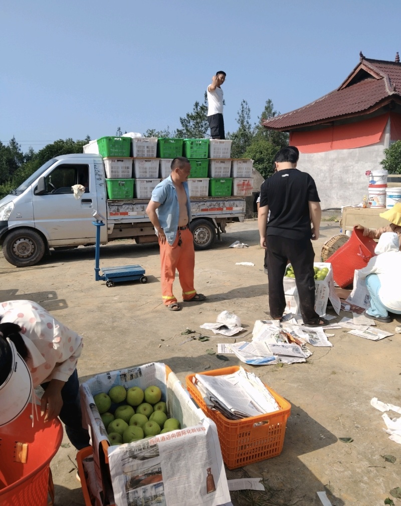 推荐翠冠梨四川苍溪精品梨产地一手货源量大从优商超