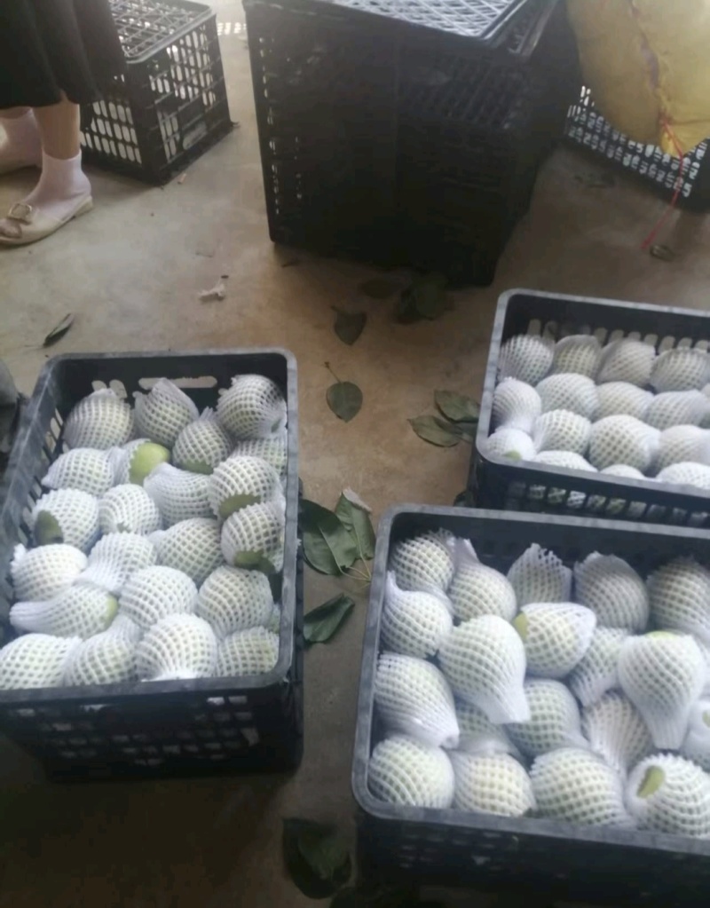 推荐翠冠梨四川苍溪精品梨产地一手货源量大从优商超