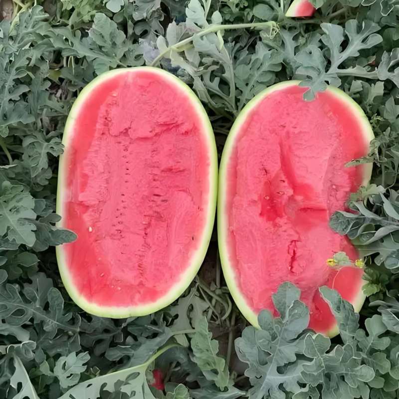宁夏硒砂瓜、石头瓜货源充足产品质量保证、价格实惠