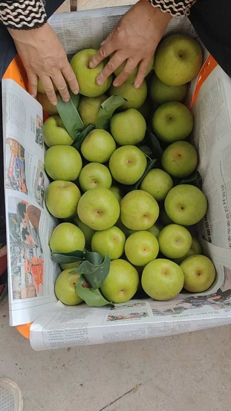 推荐翠冠梨四川苍溪精品梨产地一手货源量大从优商超