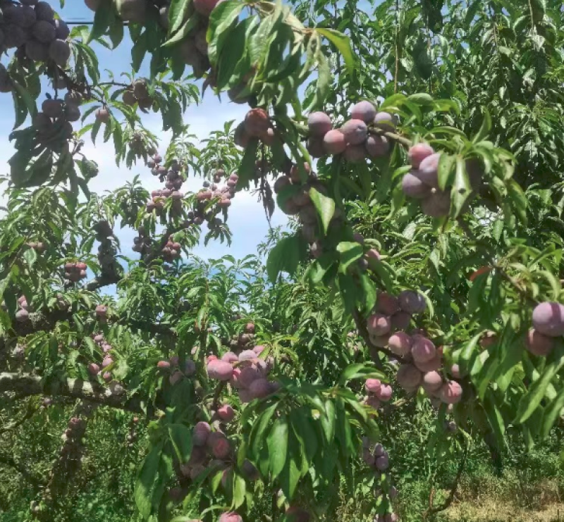 小脆红李四川苍溪脆红李基地直供量大从优供全国商超