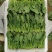 山东聊城大叶菠菜产地直发货源充足价格优惠新鲜发货量大价优