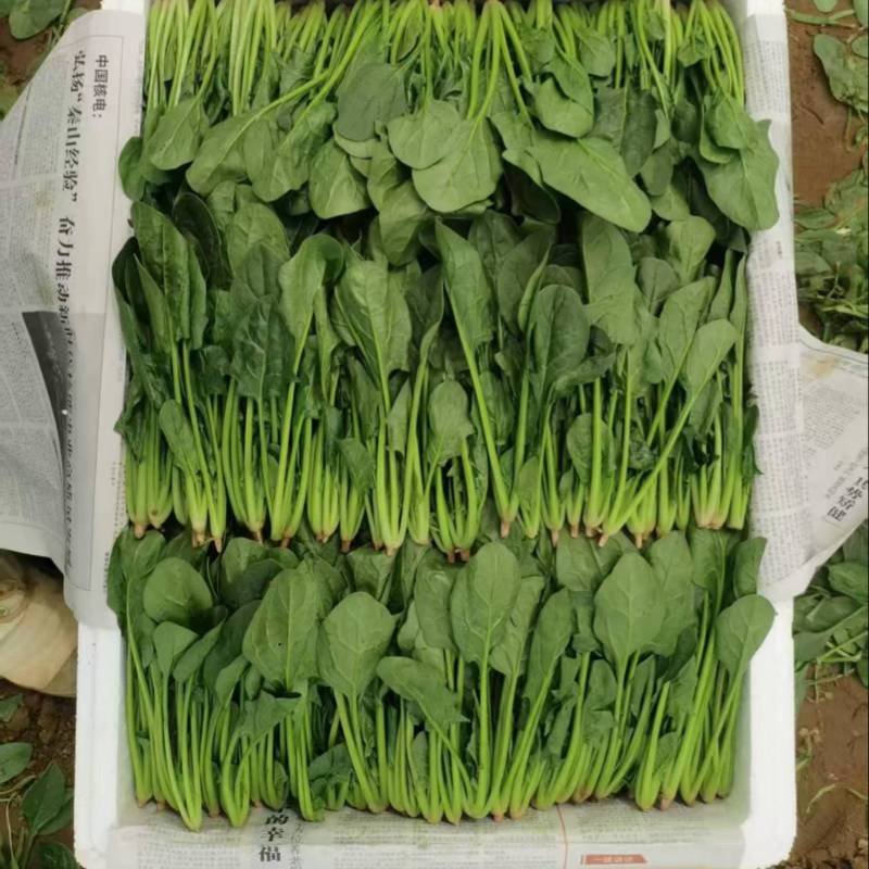 山东聊城大叶菠菜产地直发货源充足价格优惠新鲜发货量大价优