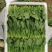 山东聊城大叶菠菜产地直发货源充足价格优惠新鲜发货量大价优