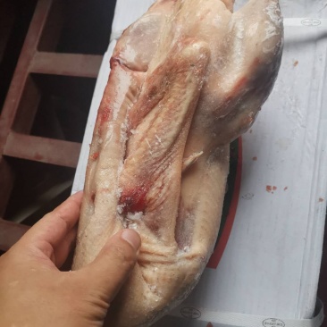 鹅肉