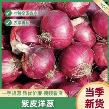 紫皮洋葱大量有货量大从优品质保障回头客多可对接商超市场