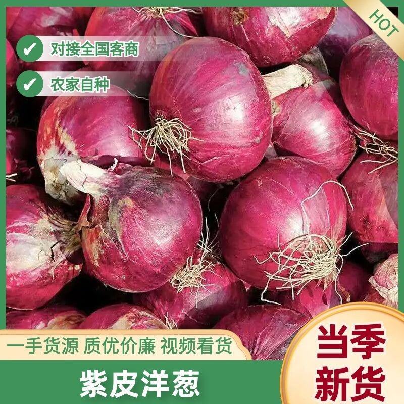 紫皮洋葱大量有货量大从优品质保障回头客多可对接商超市场