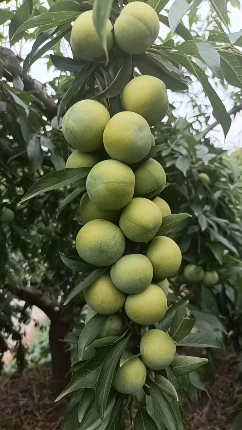 青脆李子脱骨李大量供应电商市场批发量大从优