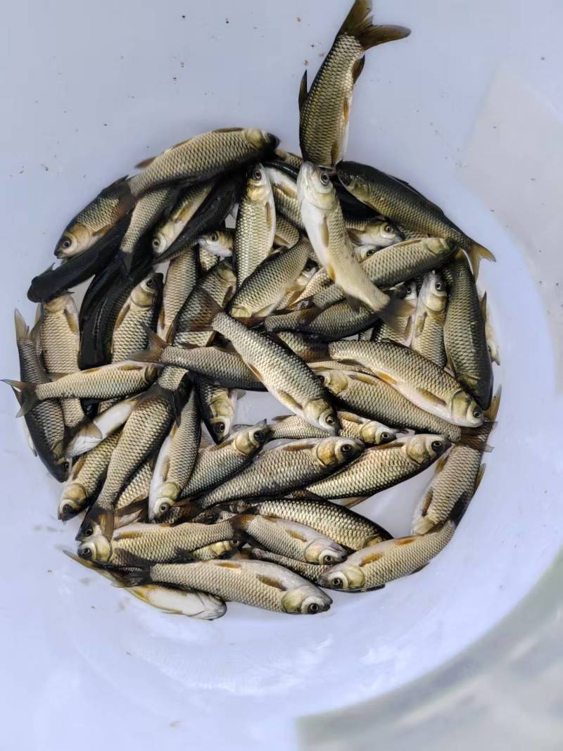 草鱼苗/长江草鱼苗/江西宜春樟树市鱼苗养殖基地对接全国